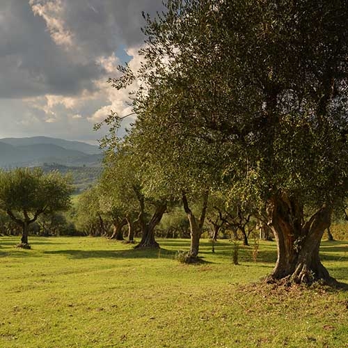 mosca dell'olivo