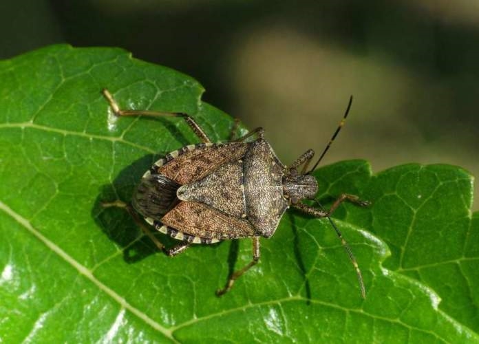 CIMICE ASIATICA 01